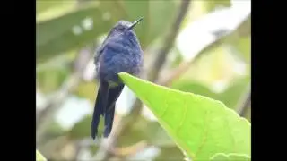 Fundo Alto Nieva - endemic birds of peru