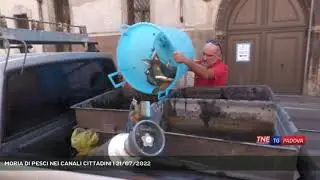 MORIA DI PESCI NEI CANALI CITTADINI | 21/07/2022