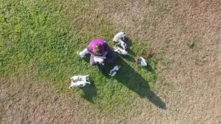 Zeldrak. Jack Russell Terrier