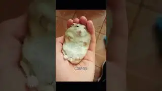 why hamsters lay flat on the ground #shorts