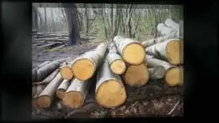 Quality Chestnut Hardwood Fencing