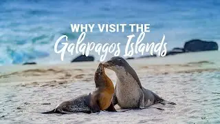🐢Why visit the Galapagos Islands