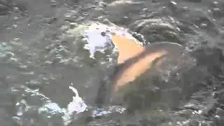 FL2011-Shark