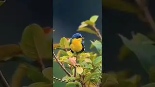Which is the national bird of india 🐦 #birds #naturebirds  #animals #birdofindia #viralreels #shorts