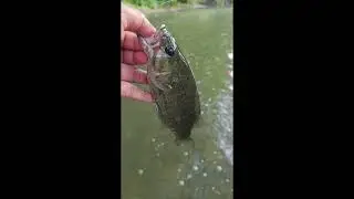 Catch & Free!! #shorts #bassfishing #fish  #basspumping #fishing #bass #fishing  #bassfish