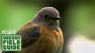 Wildlife That Depend On Wildfire To Survive | Oregon Field Guide