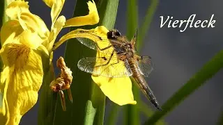 Gro&szlig;libelle - Vierfleck