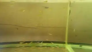 Rasbora brigitae,kubotai,blue axelrodi