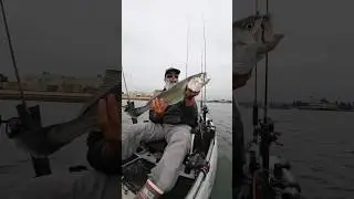 Catching Big Corvina on San Diego Bay! #fishing  #fishinglife #kayakfishing