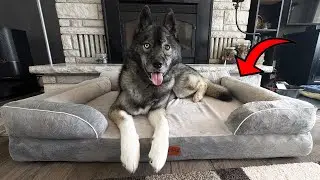 Is This the One of The Best Dog Beds for Large Breeds?