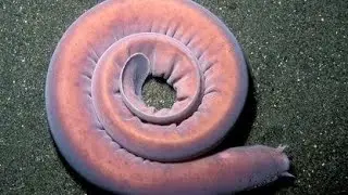 Cyclostomata: Myxine