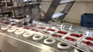 VME Linear Cherry Tomato packaging system