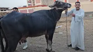 ضربة قاضية من مزرعة اولاد السماحي ضرب أسعار الجاموس العشر ولبن اسعار من تحت الارض