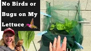Instant Cover Garden Life Saver Protect Non Pollinating Plants Fast & Easy Grow Lettuce, Compost Tea