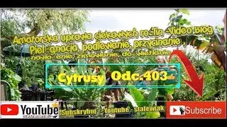 🍋🍊Odc.403 Uprawa cytryn, pomarańczy. Cytryna skierniewicka,meyera,pomarańcza tarocco