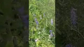 Цветы