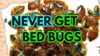 How to Prevent Bed Bugs in 2025