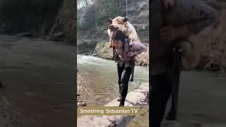 Asian girl carrying big pig over stone path across the water More piggy back rides #shorts