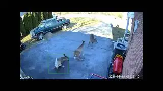 Funniest Animals Compilation -Crazy Moments Caught on Camera! #SockTheCat #StrangeDR #sockandmeow