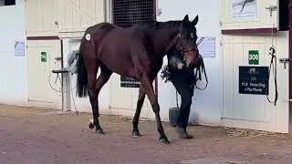2022 Vente d'Elevage - Lot 118 LIBRE (EXCEED AND EXCEL x PYREAN)