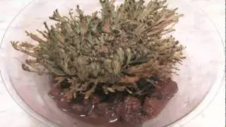 Selaginella lepidophylla rehydrates (time-lapse)