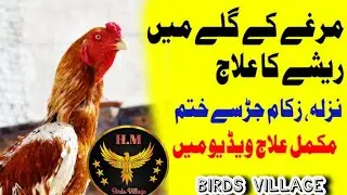 Murghay Ke Galay Mein Resha Ka Ilaj | Desi Tareeqa for Healthy Rooster [HM Birds Village]