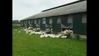 Biokip Dreumel
