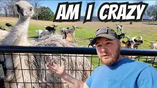 I May Regret This We Already Have Enough  Farm Animals!