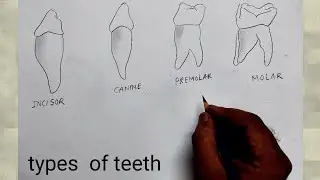 how to draw types of teeth