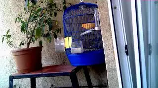 The canary sings
