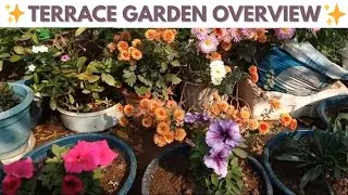 Terrace Garden Overview | My Beautiful Rooftop Garden Full of Plants & Flowers 🌸🌱