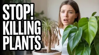 Indoor Plant Mistakes to Avoid | Common Houseplant Care Errors
