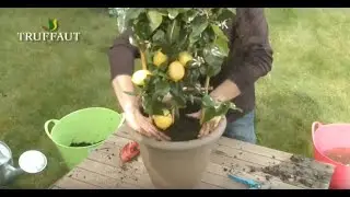 Cultiver ses citrons  : conseils pour planter et entretenir un citronnier- agrumes-Truffaut