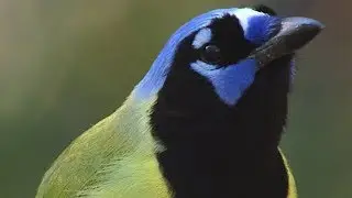 Green Jay