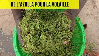 Comment nous utilisons l'azolla pour r&eacute;duire le co&ucirc;t de l'aliment pour volaille