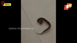 Snake Inside Hospital In Odisha's Bhadrak