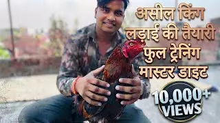 #Aseel murge ko ladai ke liye kaise tayar kare #Aseel murge ka tereetment #Aseel murge ki feed