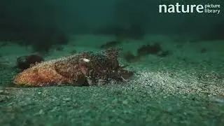 Common cuttlefish hunting, filmed at night, Sark, British Channel Islands, UK, August
