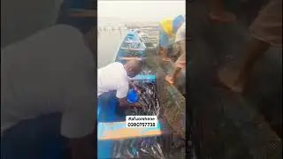 Rearing catfish on a river: marine culture