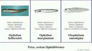 Peixe, ordem Ophidiiformes fish catena Lepophidium Ophidion Porogadus Bassozetus North Ophidioidei