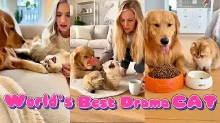 Лучший в мире кот-драма!😂