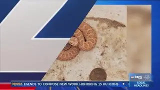 &lsquo;It&rsquo;s pretty rare&rsquo;: Odd orange rattlesnake spotted in Kansas