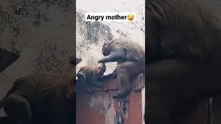 angry mother with his naughty kid #monkey #animals #babymonkey #macaque #viral #shorts