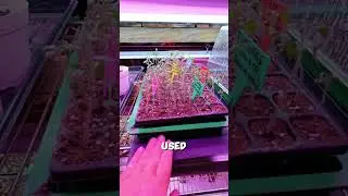Make sure to use a seedling heat mat for better germination rates!