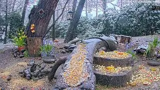 3b LIVE 🐦Birds & Forest Wildlife Wildlife & Bird Feeder De Mortel, The Netherland