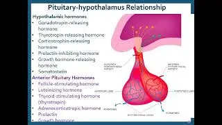 U1 Endocrine PPT2 Hypothalamus and Pituitary Gland