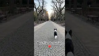 Meeting of best friends after a long time ❤️#bestfriend #beautiful #dog #emotional #happy #happiness