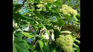 Рябина круглолистная (лат. Sorbus aria) Magnifica