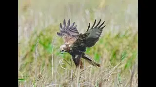 〈Eastern Marsh-Harrier &mdash; A Buzzard in Body, a Harrier at Heart!〉