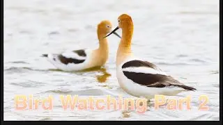 Bird Watching Part 2 American Avocet/Red Knot